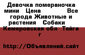 Девочка помераночка мини › Цена ­ 50 000 - Все города Животные и растения » Собаки   . Кемеровская обл.,Тайга г.